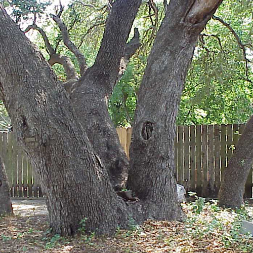 Tombstone Oak-recent